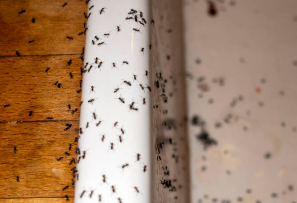 Best Flea Control Services  in Palos Park, IL