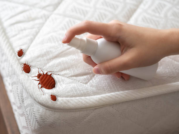 Best Ant Control Services  in Palos Park, IL