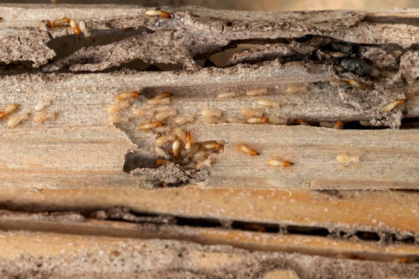 Palos Park, IL Pest Control Company